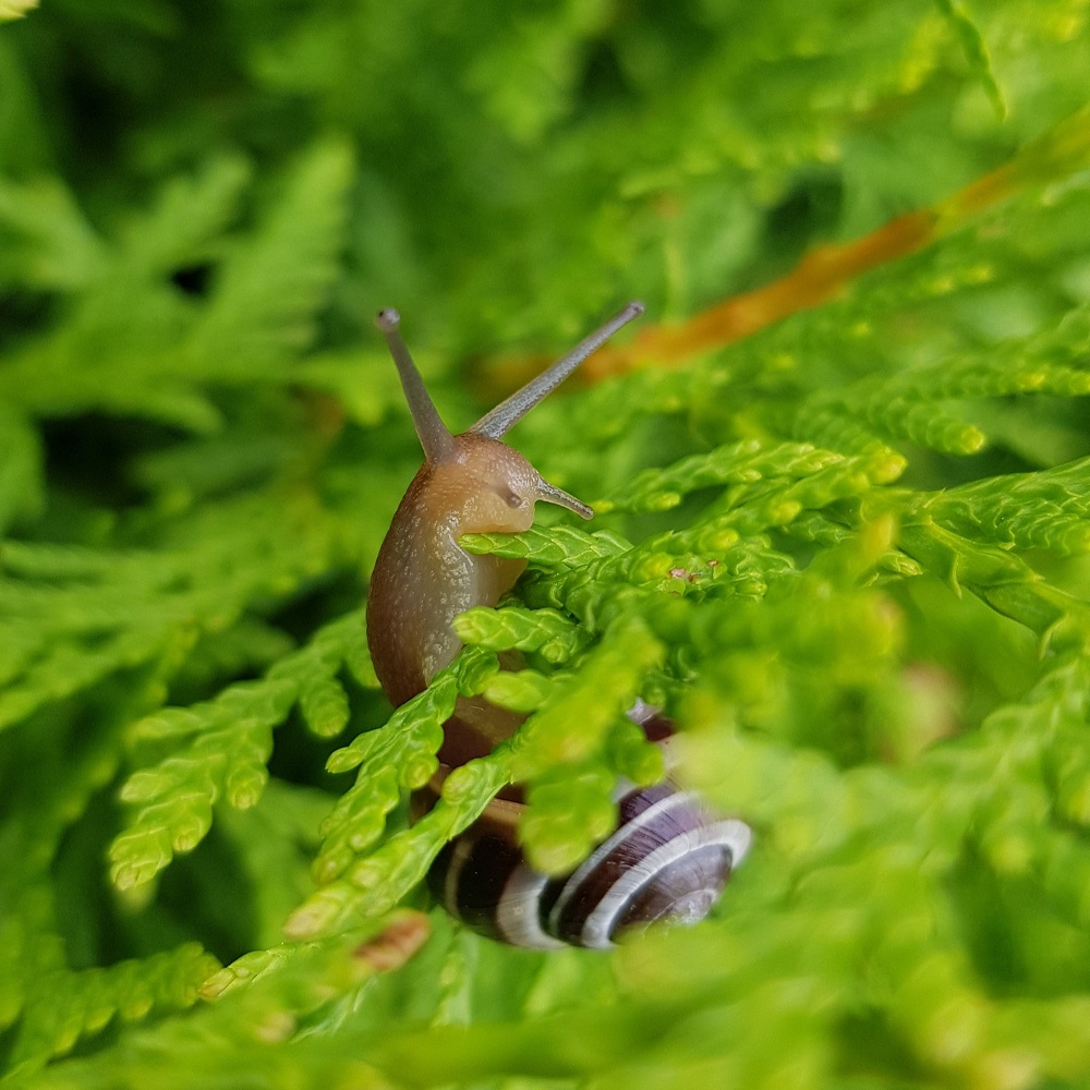 Ein Bild einer Schnecke im Grünen
